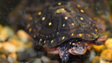 Tropfenschildkröte (2).jpg